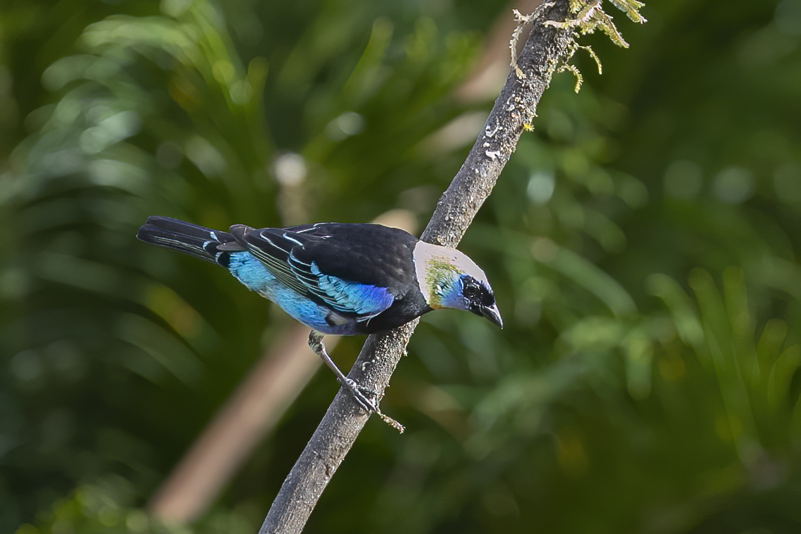 Golden-hooded Tanager